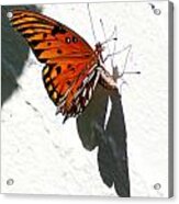 Orange Butterfly Acrylic Print