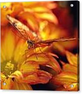 Orange Butterfly On Yellow Mums Acrylic Print
