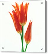 Orange Flowers Against White Background Acrylic Print