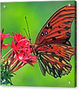 Orange Fritillary Butterfly Acrylic Print