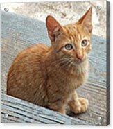 Orange Kitten 2 At The Front Porch Acrylic Print