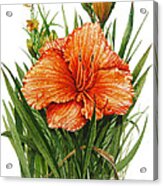 Orange Lily Acrylic Print