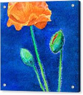 Orange Poppy Acrylic Print
