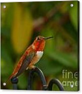 Orange Throated Hummingbird Acrylic Print