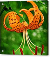 Orange Tiger Lily Acrylic Print