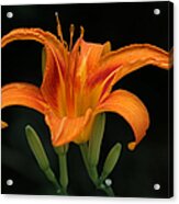 Orange Tiger Lily Over Black Acrylic Print