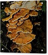Orange Tree Fungus Acrylic Print