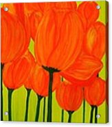Orange Tulip Pops Acrylic Print