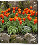 Orange Tulips And Forget Me Nots In Spring Acrylic Print