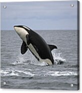 Orca Breaching Prince William Sound Acrylic Print
