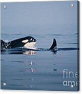 Orcas Off The San Juan Islands Washington  1986 Acrylic Print