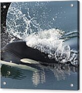 Orcas Surfacing Brothers Island Alaska Acrylic Print