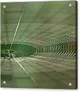 Orchard Orbweaver #2 Acrylic Print