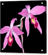 Orchid 1 Acrylic Print