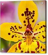Orchid 2 Of 3 Acrylic Print