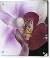 Orchid 503 Acrylic Print