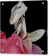 Orchid Female Mantis  Hymenopus Coronatus  3 Of 10 Acrylic Print