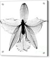 Orchid Flower X-ray Acrylic Print