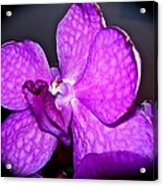Orchid From Art Gallery Acrylic Print