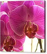 Orchid Acrylic Print