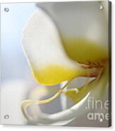 Orchid Melody Acrylic Print