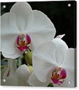 Orchid Sisters Acrylic Print