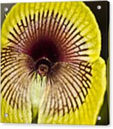 Orchid - Telipogon Ampliflorum Acrylic Print
