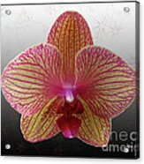 Orchid  With Stars Acrylic Print