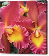 Orchids Ablaze Acrylic Print