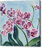 Orchids Acrylic Print