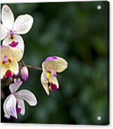 Orchids Acrylic Print