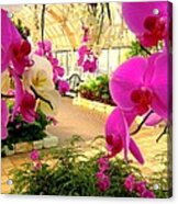 Orchids In The Garden Acrylic Print