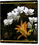 Orchids Acrylic Print