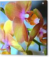 Orchids Acrylic Print
