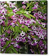 Orchids - Us Botanic Garden - 01135 Acrylic Print
