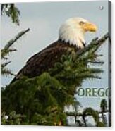 Oregon Eagle Acrylic Print