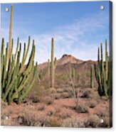 Organ Pipe Cactus Natl Monument Acrylic Print