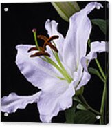 Oriental Lily Acrylic Print