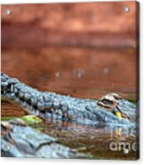 Orinoco Crocodile Crocodylus Intermedius Acrylic Print