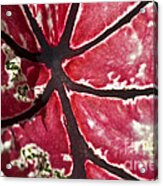 Ornamental Leaf Acrylic Print