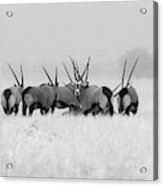 Oryx In The Rain Acrylic Print