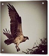Osprey Coming In For A Landing Acrylic Print