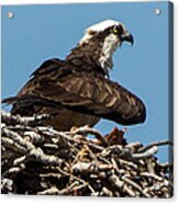 Osprey Nest 2 Acrylic Print