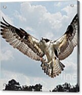 Osprey With Fish In Talons Acrylic Print