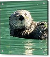 Otter In Cordova Harbor Acrylic Print