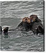 Otter Love Acrylic Print