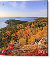 Otter Point From Gorham Mountain In Autumn Acadia National Park Acrylic Print