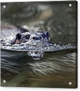 Otter Swimming, Norfolk. Acrylic Print