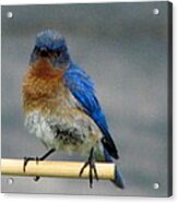 Our Own Mad Bluebird Acrylic Print