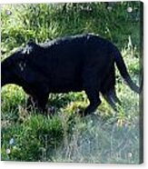 Out Of Africa  Black Panther Acrylic Print